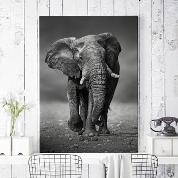 African elephant