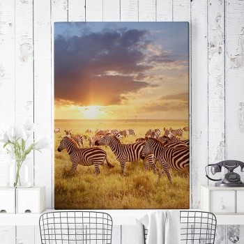 Fotolærred Zebras in sunset