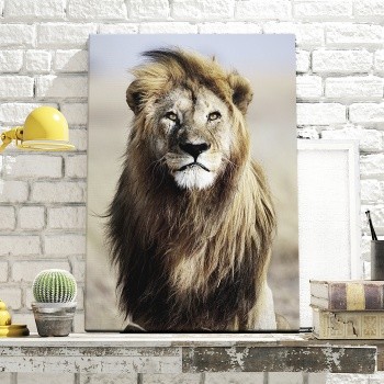 Fotolærred Serengeti Lion