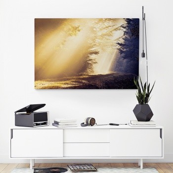 Forest Glade in backlight