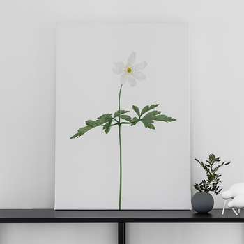 Fotolærred Wood anemone