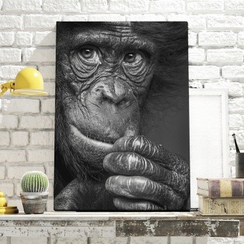 Canvastavla Chimpanzee portrait-0