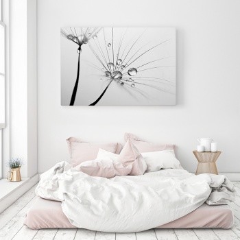 Dandelion with dew drops